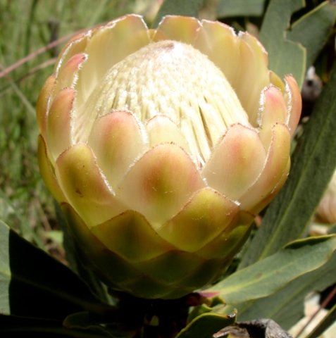 Protea dracomontana between white and pink